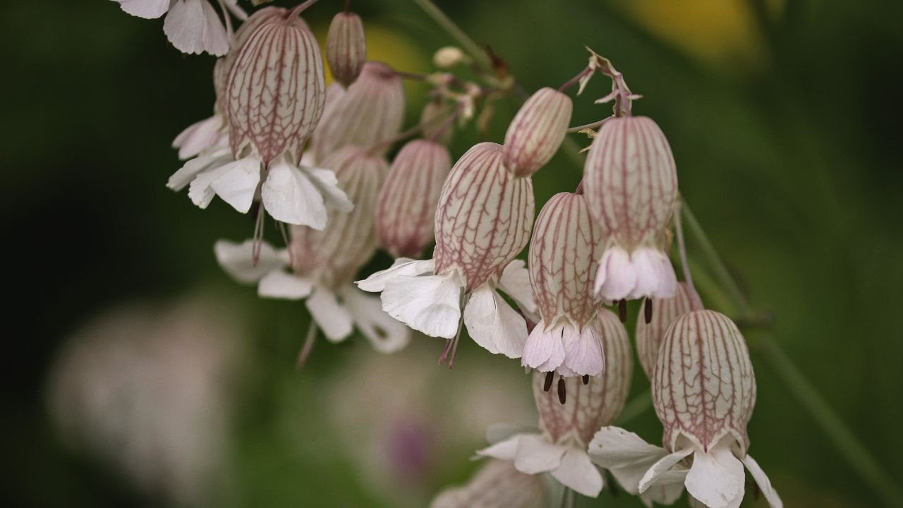 british wild flower seeds, british wildflower seeds, uk wildflower seeds, Ricotta Stuffed Shells, Ricotta recipes, pasta shells stuffed, bladder campion