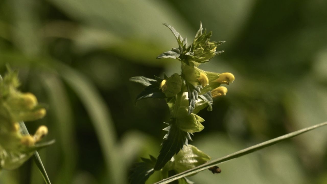 british wild flower seeds, british wildflower seeds, uk wildflower seeds, growing wildflowers, planting wildflower seeds, yellow rattle, Rhinanthus minor