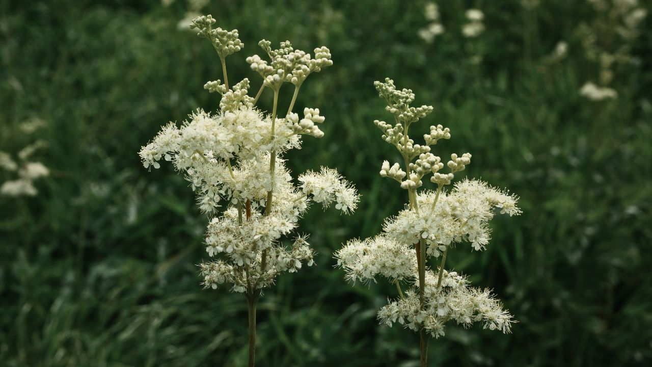 british wild flower seeds, british wildflower seeds, uk wildflower seeds, cream liqueur, liqueur with cream, cream liqueurs, meadowsweet