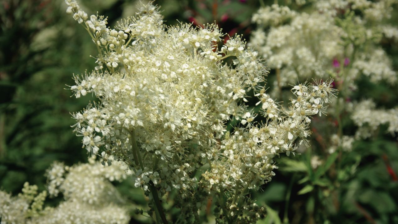 british wild flower seeds, british wildflower seeds, uk wildflower seeds, Panna Cotta, Panna Cotta dessert recipe, Panna Cotta recipe, meadowsweet