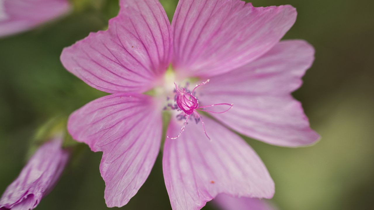 “british wild flower seeds, british wildflower seeds, uk wildflower seeds, jelly, jelly recipe, recipe jelly, musk mallow”
