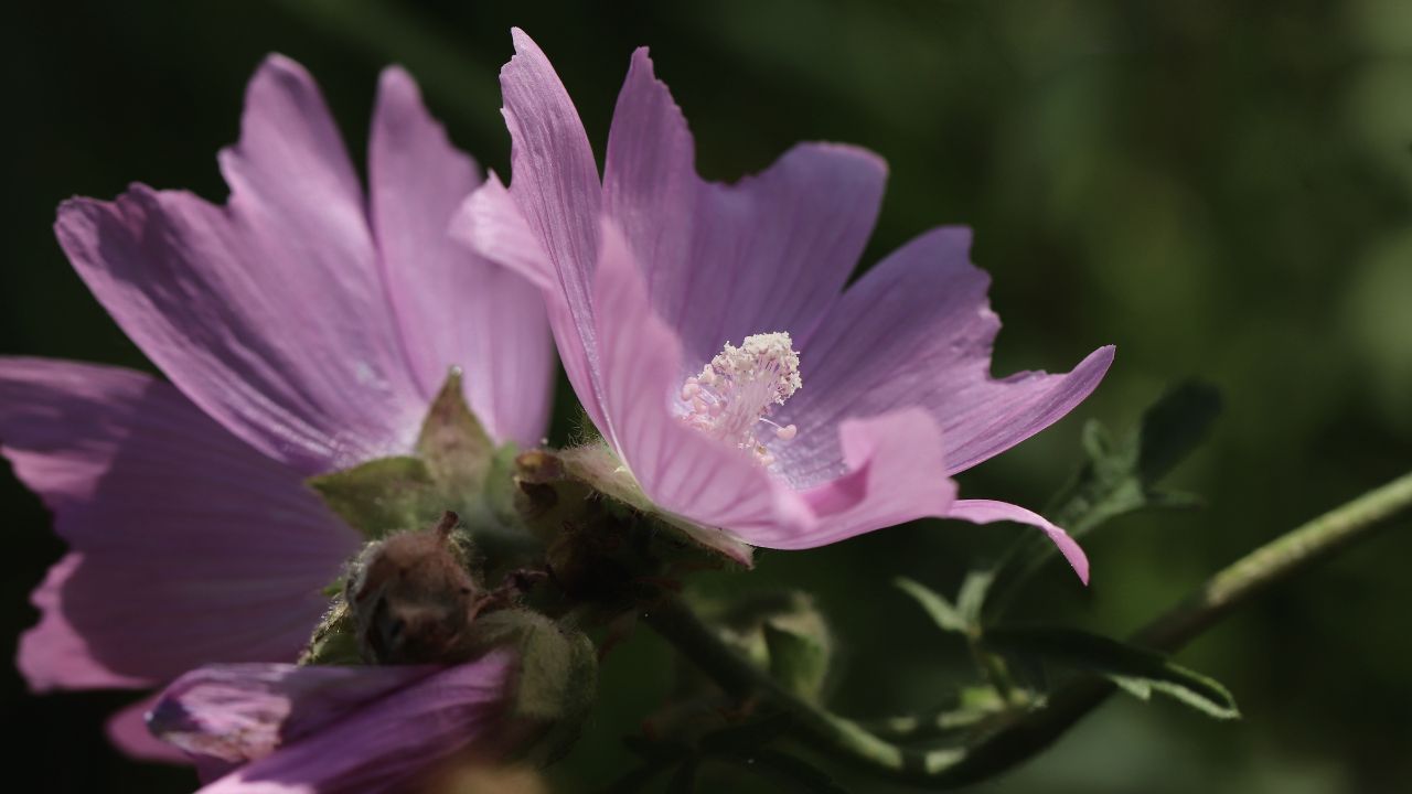 british wild flower seeds, british wildflower seeds, uk wildflower seeds, whipped cream, cream whip, whipped cream recipe, musk mallow