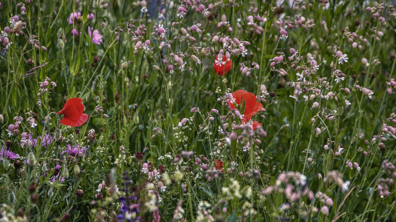 british wild flower seeds, british wildflower seeds, uk wildflower seeds, growing wildflowers, plant wildflower seeds, planting wildflower seeds, wildflower garden