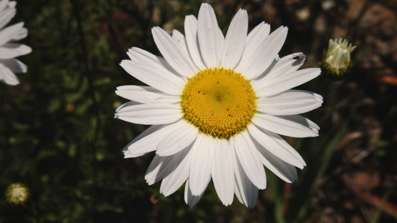 “british wild flower seeds, british wildflower seeds, uk wildflower seeds, Salsa Verde, Salsa Verde recipe, recipe Salsa Verde, oxeye daisy”