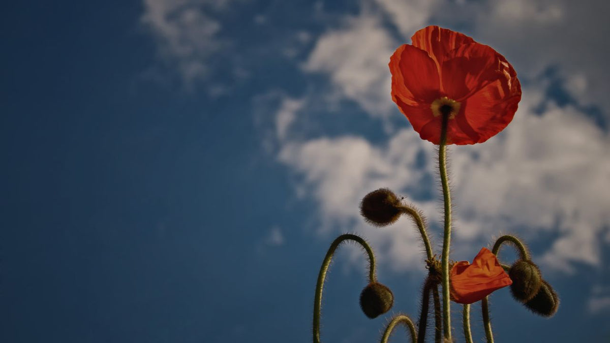 british wild flower seeds, british wildflower seeds, uk wildflower seeds, Crackers, cracker recipe, cracker recipes, poppy