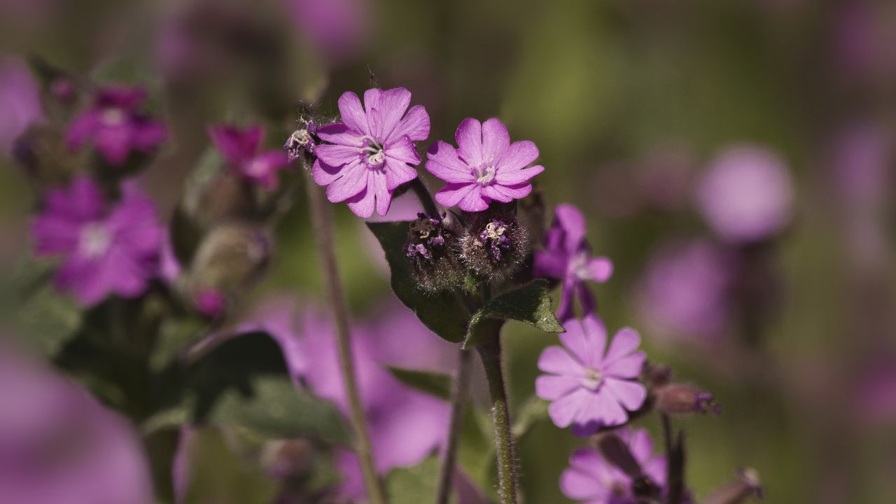 “british wild flower seeds, british wildflower seeds, uk wildflower seeds, muffins, muffin recipe, muffins recipe, raspberry muffins, red campion”