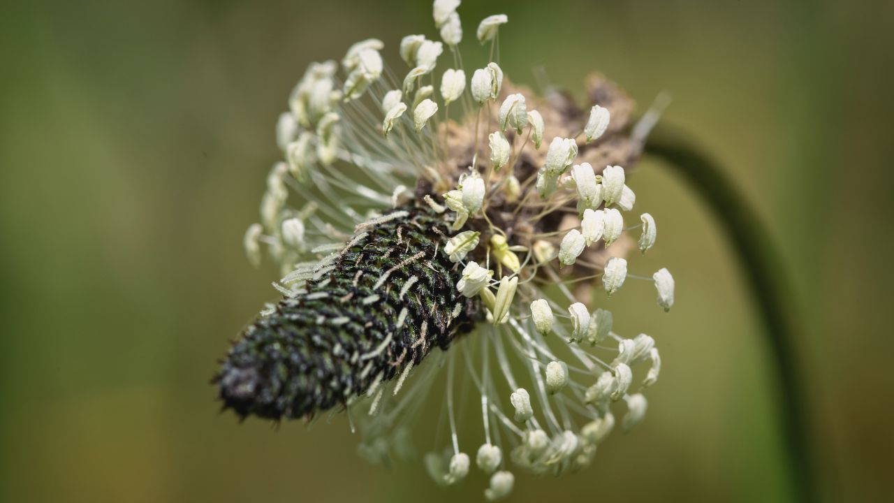 “british wild flower seeds, british wildflower seeds, uk wildflower seeds, stir fry, stir fry recipe, stir fry recipes, ribwort plantain”