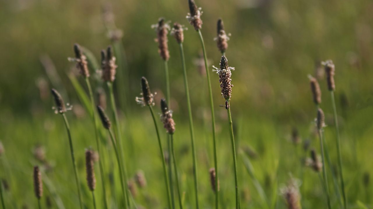 “british wild flower seeds, british wildflower seeds, uk wildflower seeds, chips, chips recipe, homemade chips, ribwort plantain”
