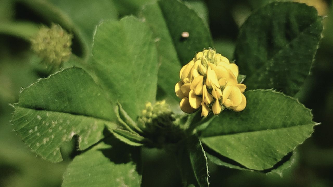 “british wild flower seeds, british wildflower seeds, uk wildflower seeds, Sautéed Greens, leafy greens recipe, green leafy recipe, black medick, yellow trefoil”