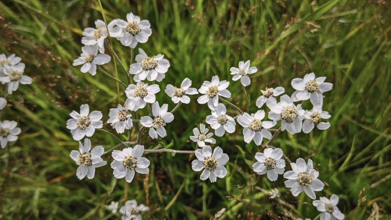 “british wild flower seeds, british wildflower seeds, uk wildflower seeds, herb salt, salt spice, herb recipes, sneezewort”