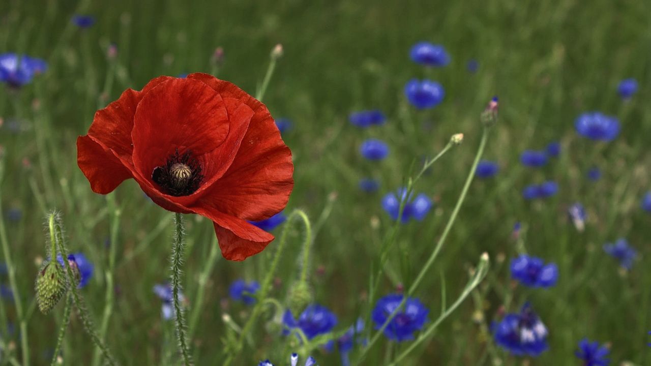 british wild flower seeds, british wildflower seeds, uk wildflower seeds, growing wildflowers, plant wildflower seeds, planting wildflower seeds, native wildflowers