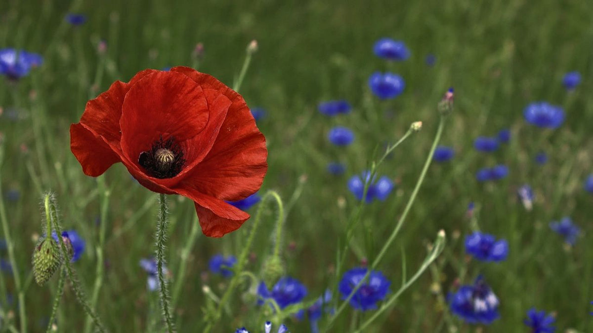 british wild flower seeds, british wildflower seeds, uk wildflower seeds, growing wildflowers, plant wildflower seeds, planting wildflower seeds, native wildflowers