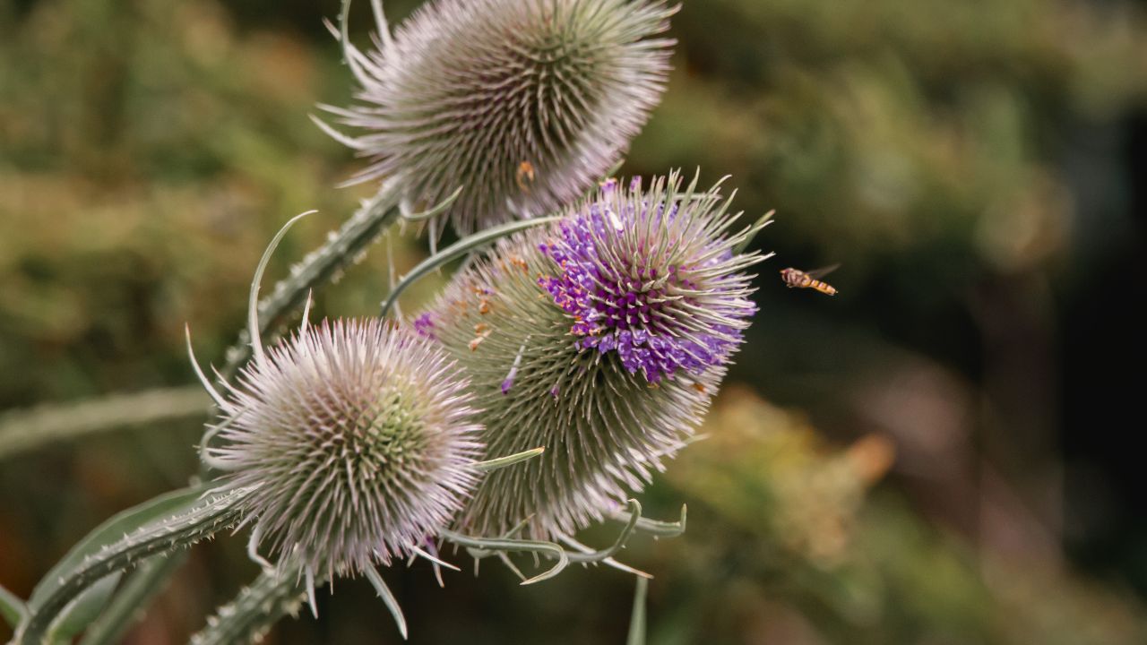 “british wild flower seeds, british wildflower seeds, uk wildflower seeds, crusty bread, honey, bread, teasel”
