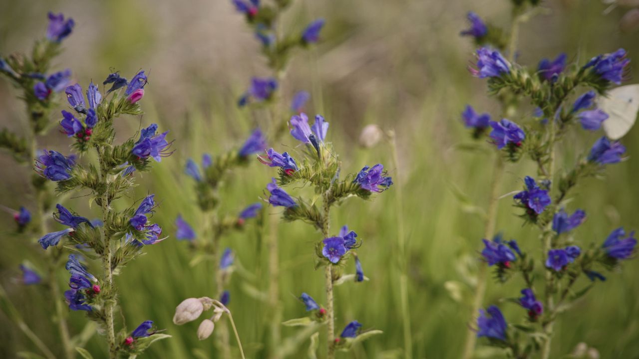 “british wild flower seeds, british wildflower seeds, uk wildflower seeds, Blossom Gin, gin recipe, recipe for gin, vipers bugloss”