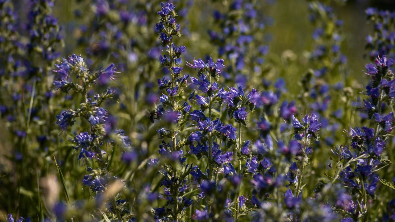 "british wild flower seeds, british wildflower seeds, uk wildflower seeds, overnight oats, overnight oats recipe, overnight oats recipes, overnight oats recipe uk, vipers bugloss"