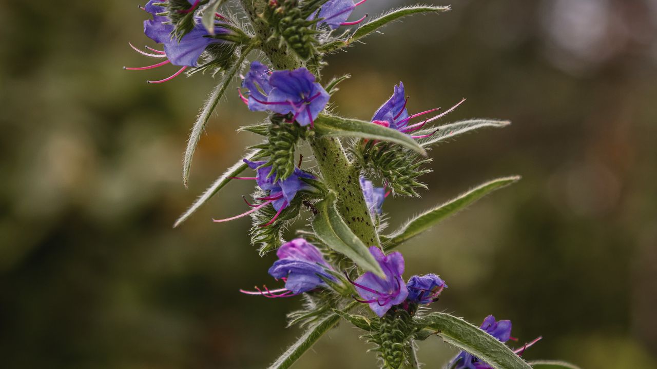 “british wild flower seeds, british wildflower seeds, uk wildflower seeds, ice cream, ice cream recipe, homemade ice cream, vipers bugloss”