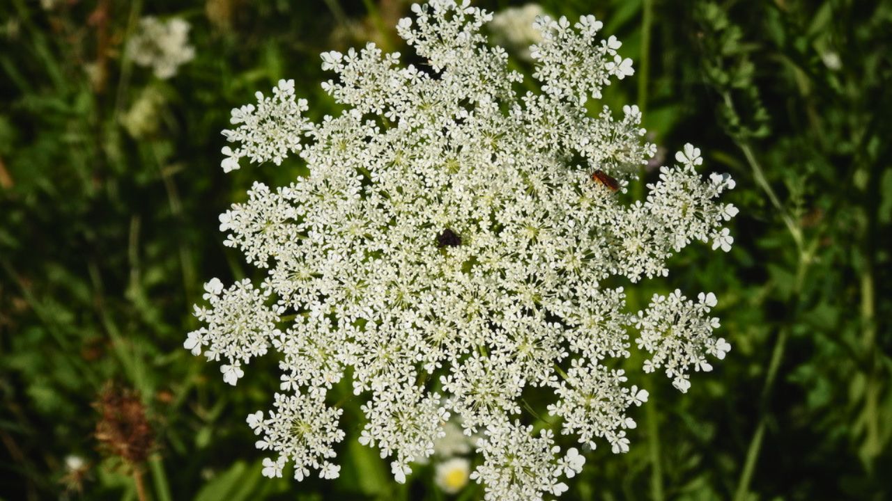 “british wild flower seeds, british wildflower seeds, uk wildflower seeds, tart, tart recipe, tart recipes, wild carrot”