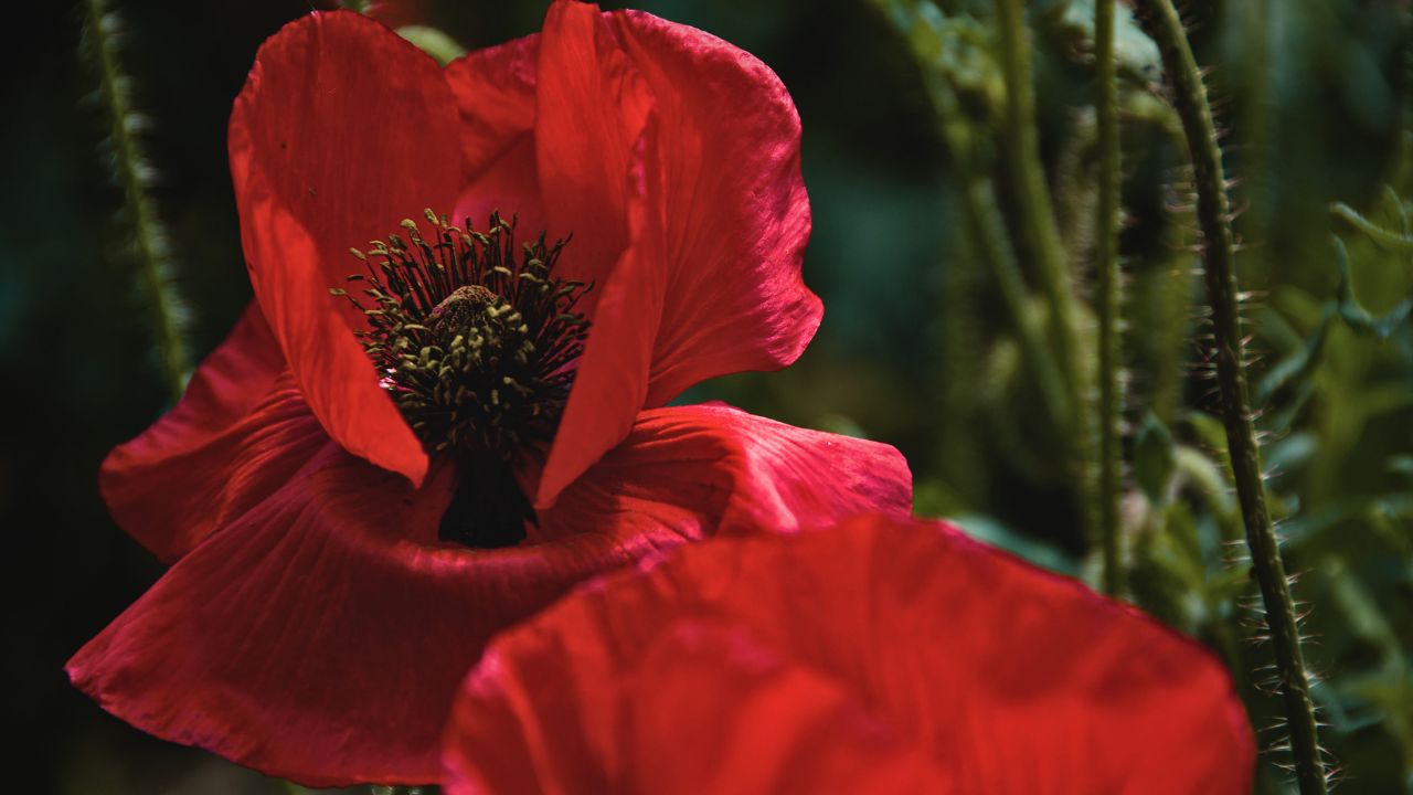 “british wild flower seeds, british wildflower seeds, uk wildflower seeds, sorbet, sorbet recipe, sorbet recipes, field poppy, poppy”