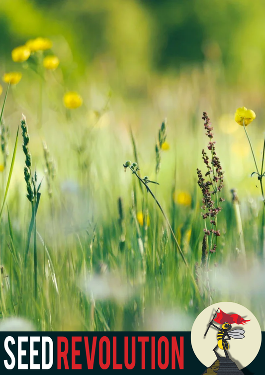 Coastal Landscapes 100% Wild Flower Mix