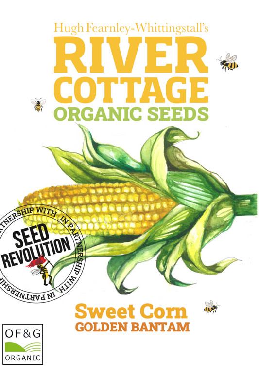 Organic Sweet Corn Golden Bantam - River Cottage