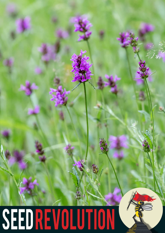 Betony Native Seed