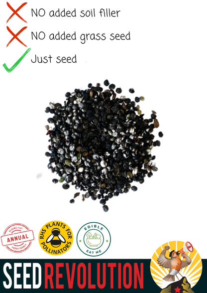 Black Medick Native Meadow Seeds