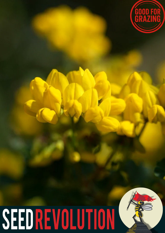 Birdsfoot Trefoil Native Seed