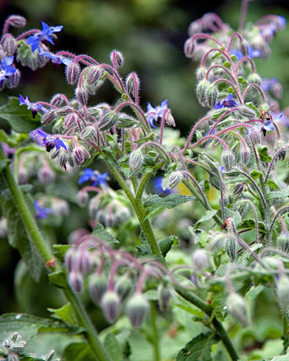 Borage Native Wildflower Seed