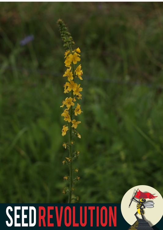 Agrimony Wildflower Seeds