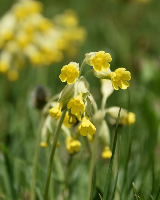 Cowslip Native Wildflower Seed