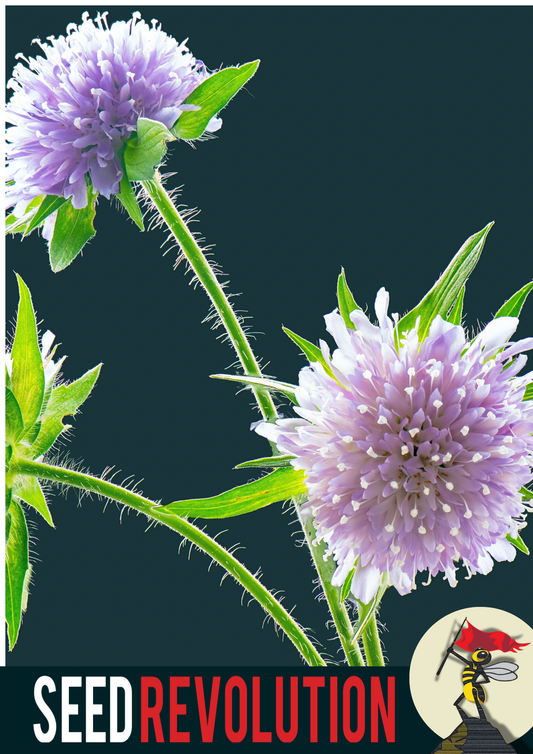 Devil's Bit Scabious Native Wildflower Seed