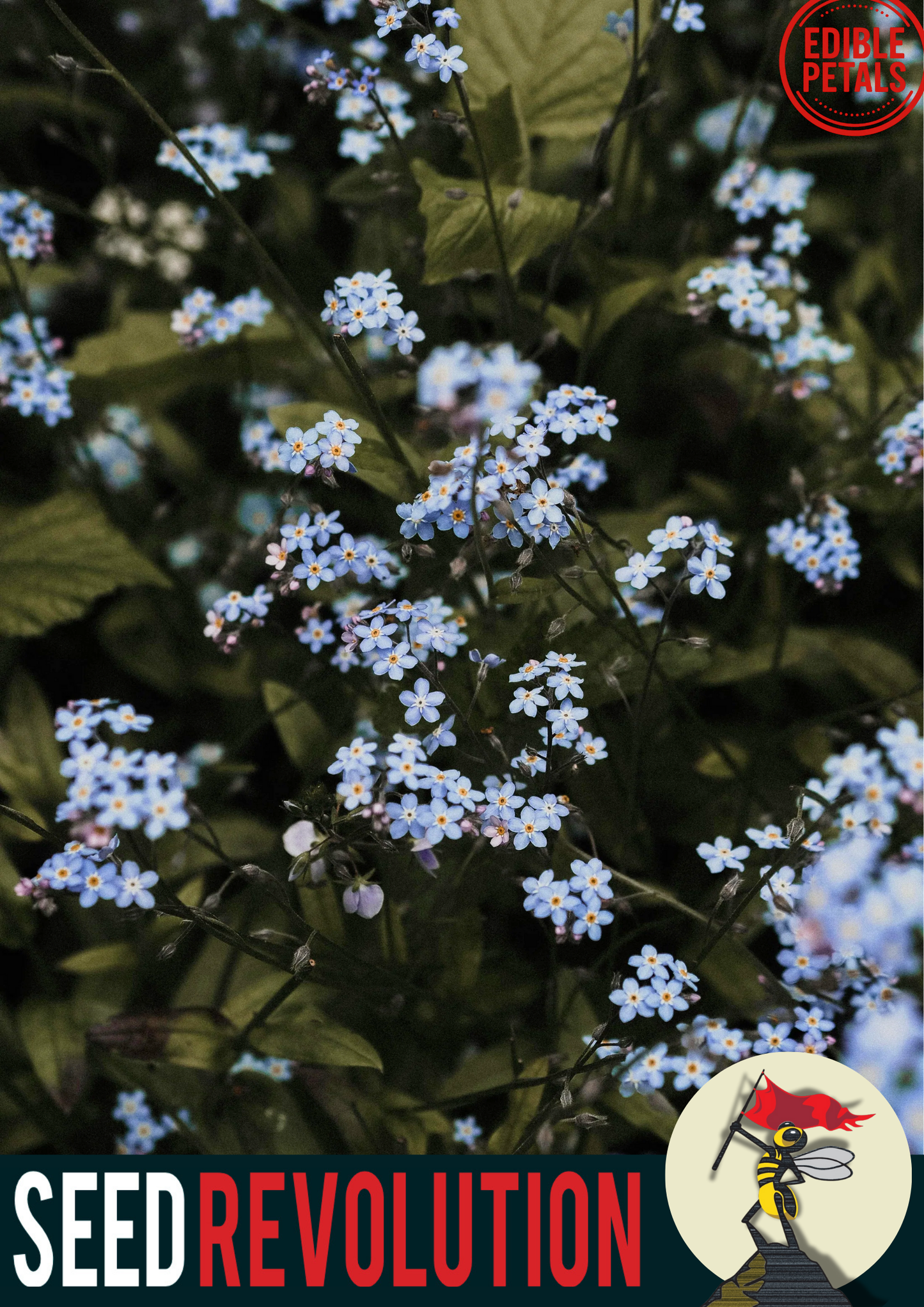 Forget Me Nots Native Wild Flower Seed