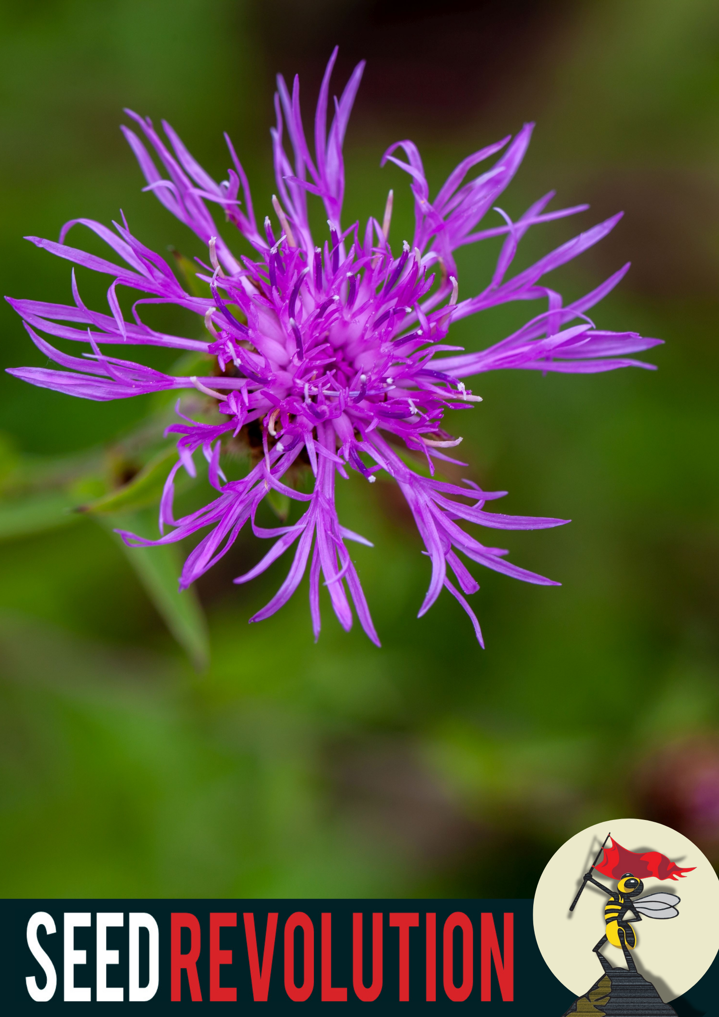 Greater Knapweed Wildflower Seeds