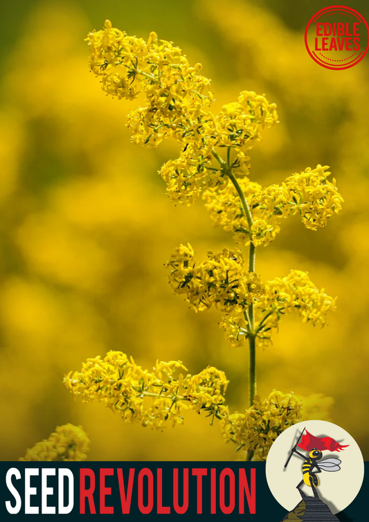 Lady's Bedstraw Native Meadow Seeds