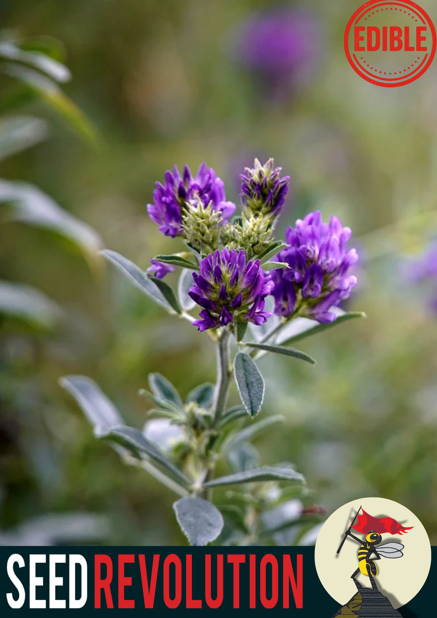 Lucerne Meadow Wildflower Seeds