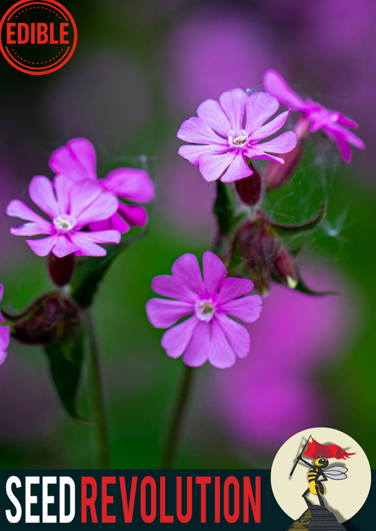 Red Campion Native Seed