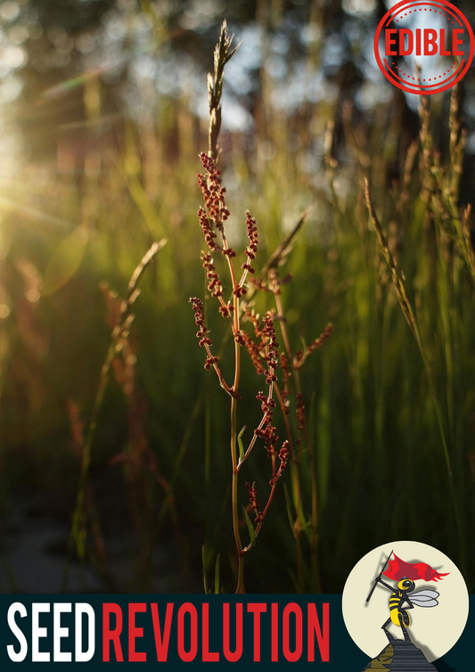 Sorrel Native Wildflower Seeds
