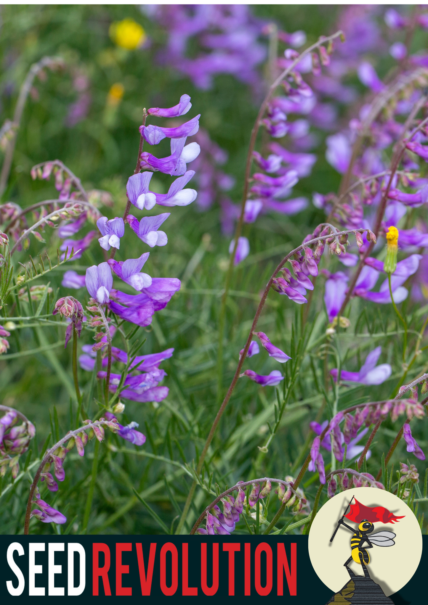 Tufted Vetch Wildflower Seeds
