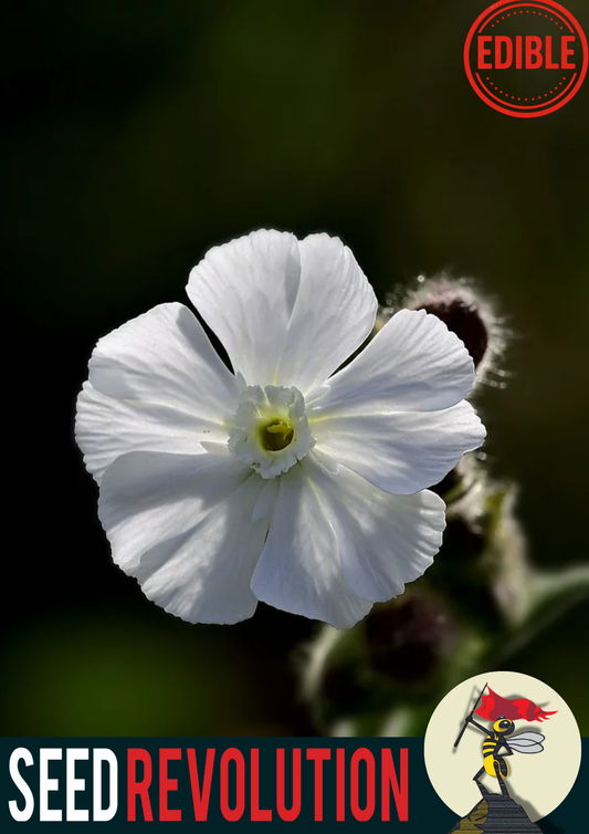 White Campion Native Seeds