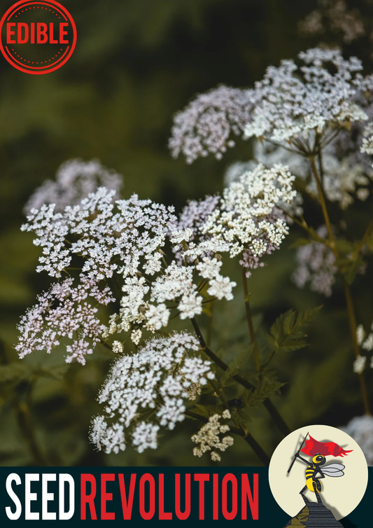 Wild Carrot Native Seed