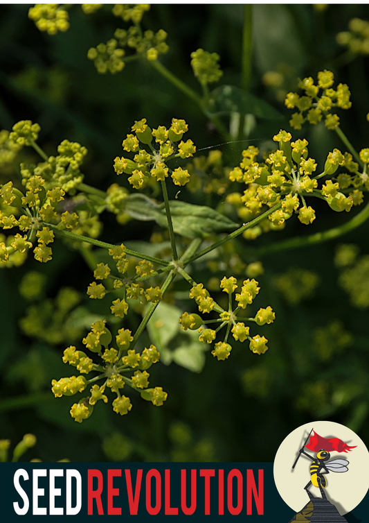 Wild Parsnip Wildflower Seeds