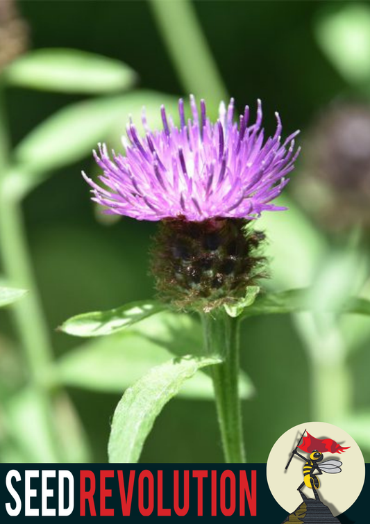 Horse Knots Native Seeds