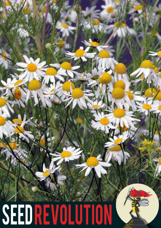 Corn Chamomile Garden Wildflower Seeds