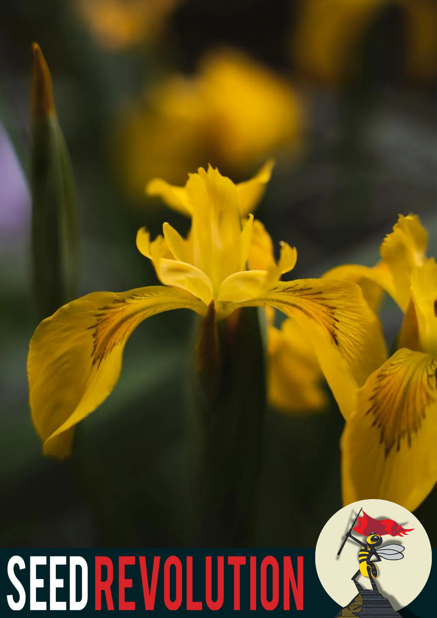 Yellow Iris Flower Seeds