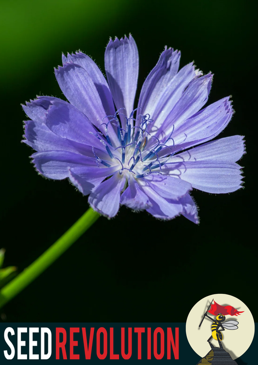 Chicory Native Seed