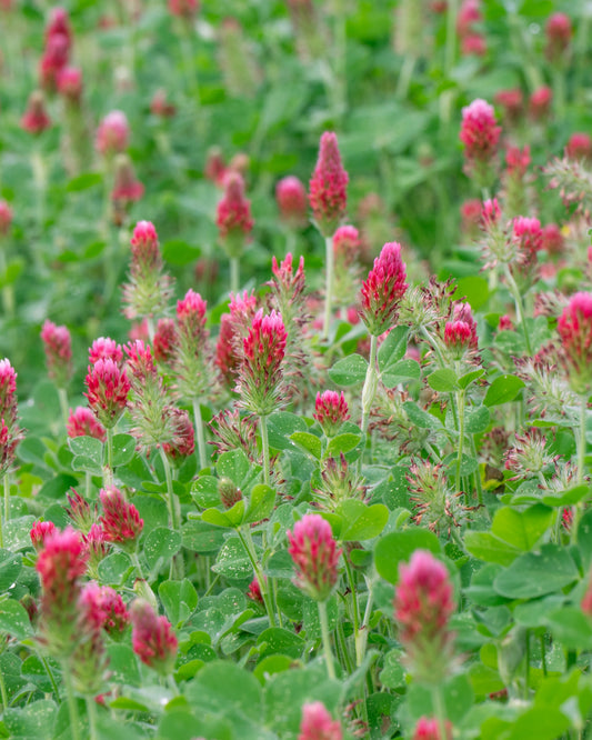 Crimson Clover Nitrogen Fixer