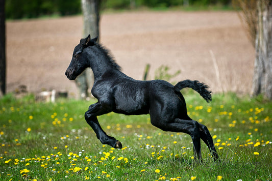 The Horse Friendly Meadow