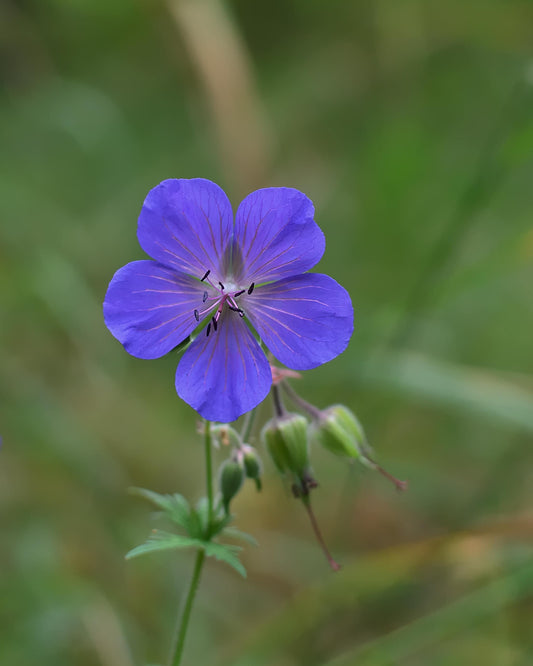 Meadow Cranesbill Native Wildflower Seed