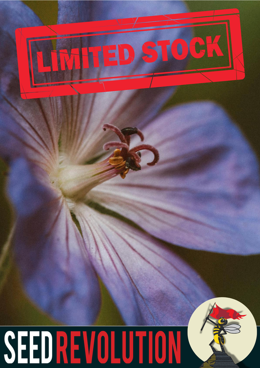 Meadow Cranesbill Native Seed