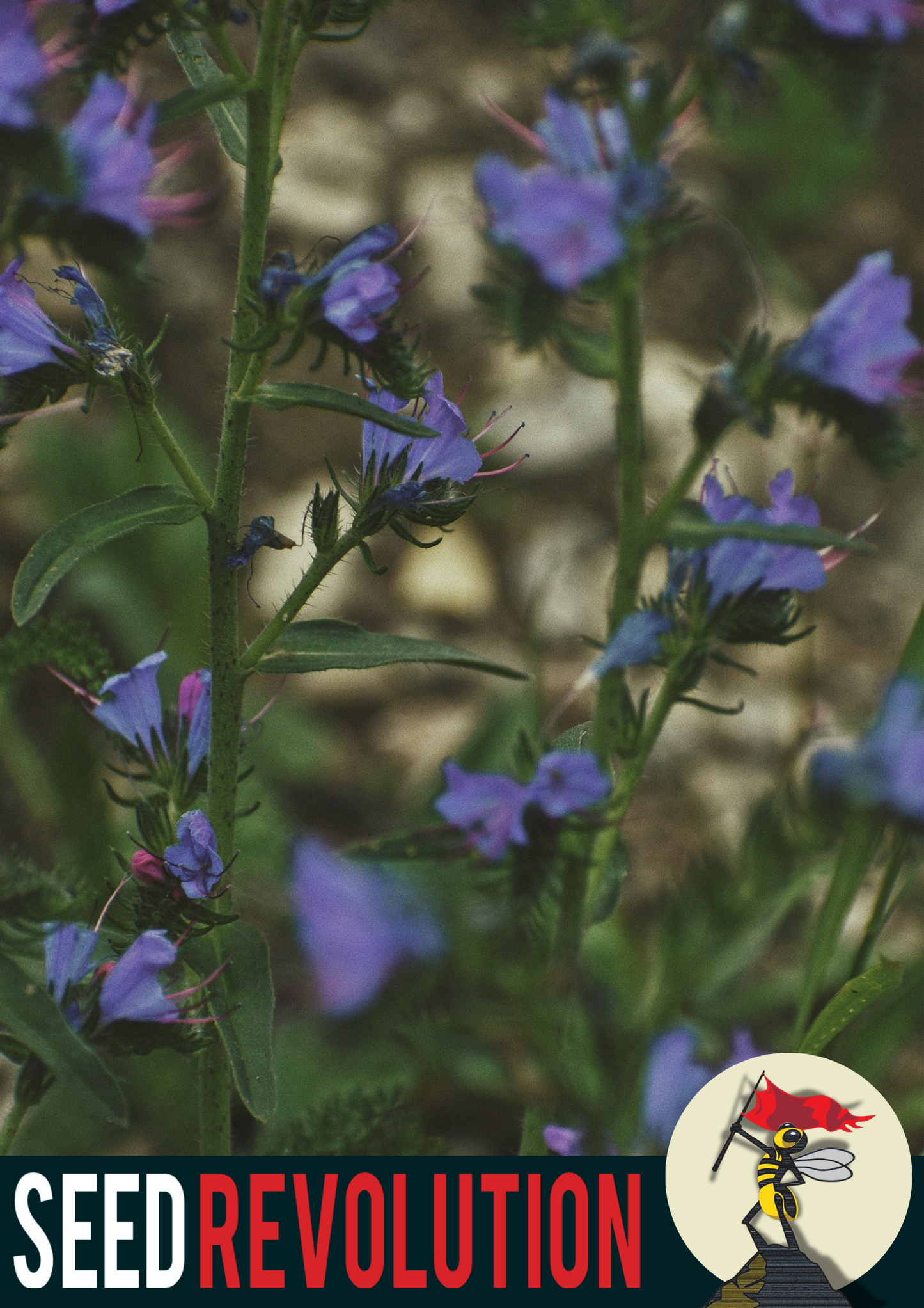 Phacelia Meadow Blend